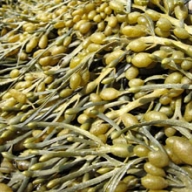 Rockweed (Ascophyllum nodosum) human nutrition granules 25kg